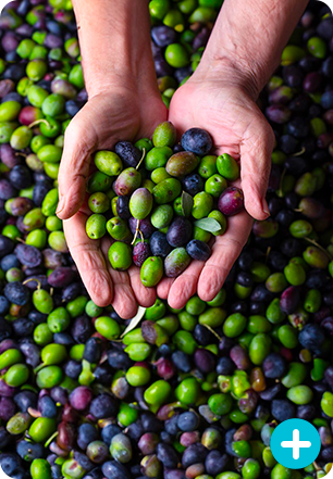 Risparmia fino al 40% su macchine ed accessori per la coltivazione, la raccolta delle olive, la potatura e la sistemazione del giardino.